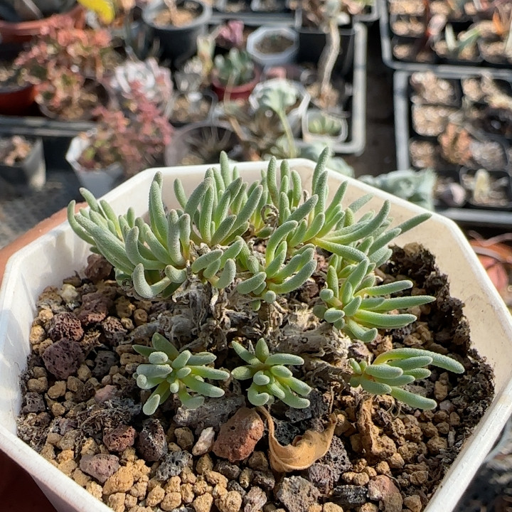 3年晶珊瑚块根