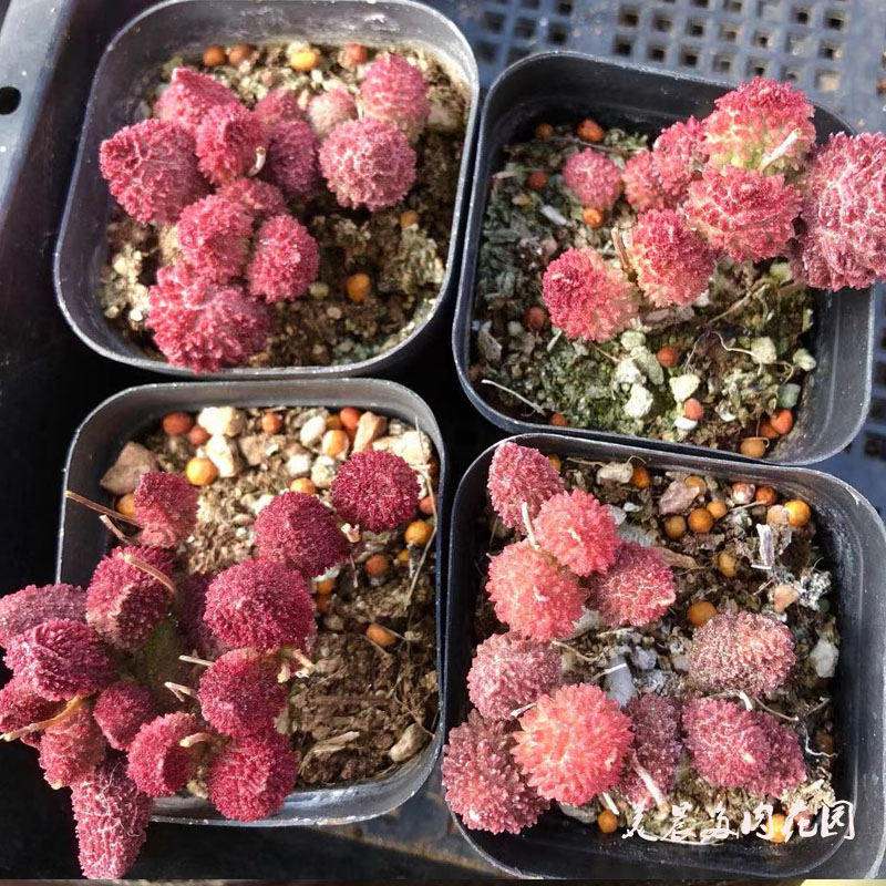 多肉植物朱紫玉水泡花卉阳台趣味