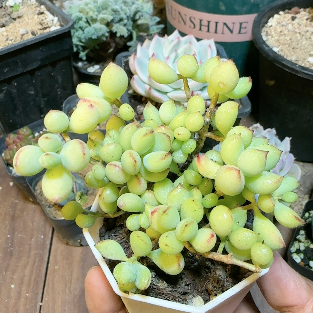 达摩福娘,鲜花速递/花卉仿真/绿植园艺,多肉植物,淘宝优惠券,粉丝福利购,淘宝优惠卷