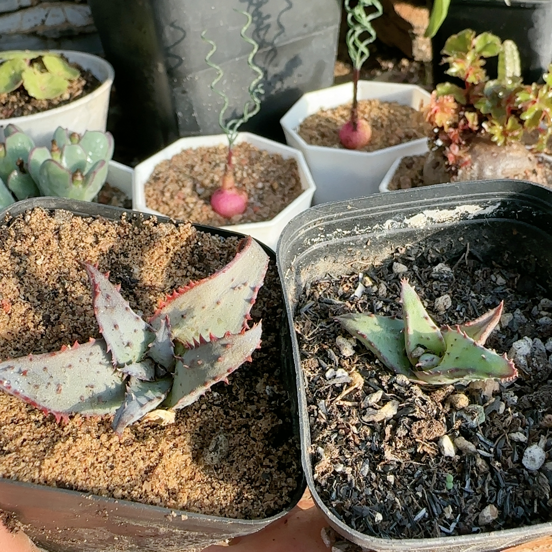 强刺卡萨帝杂交2