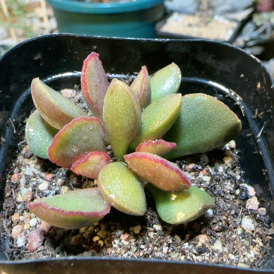 蕾丝蛋,鲜花速递/花卉仿真/绿植园艺,多肉植物,淘宝优惠券,粉丝福利购,淘宝优惠卷