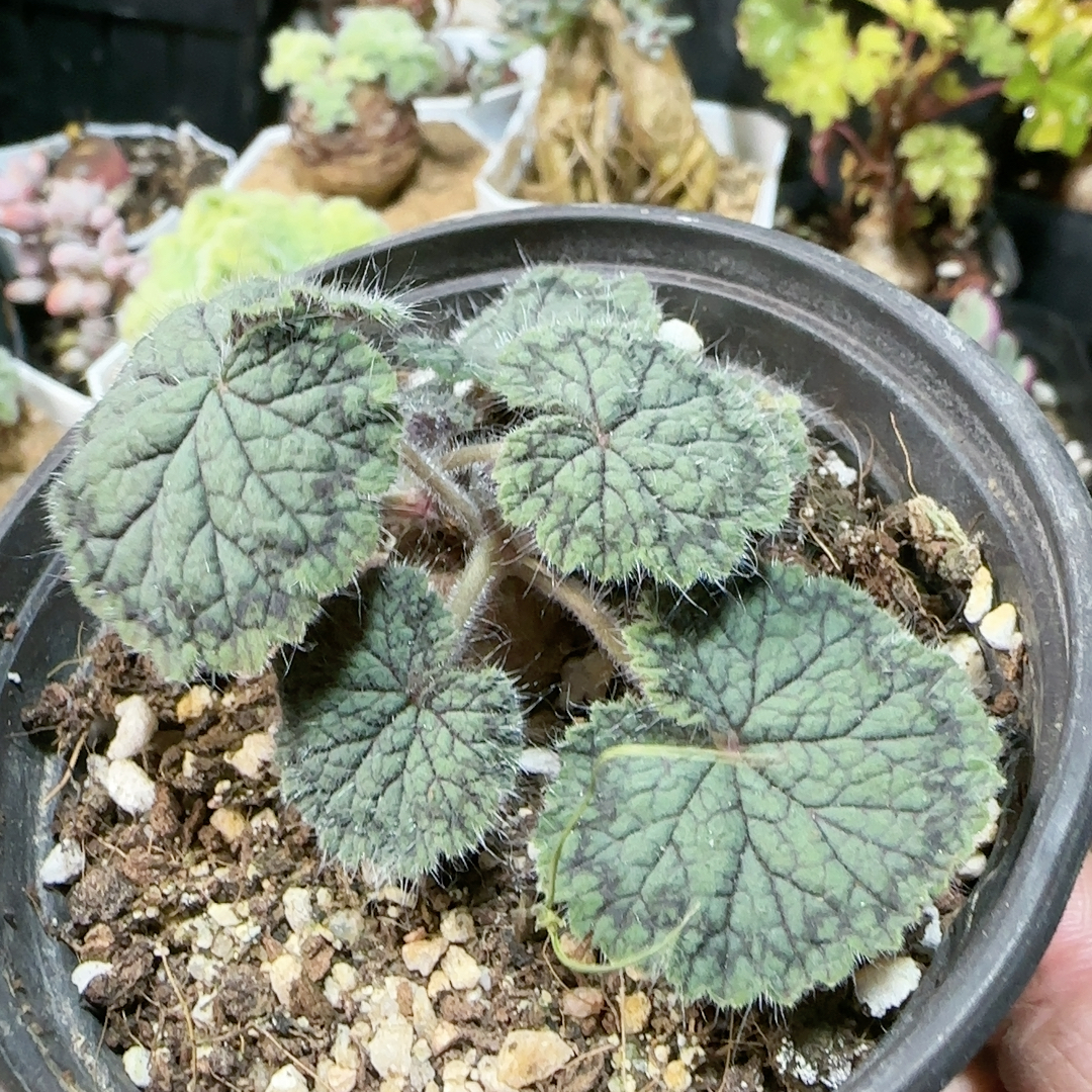 圆叶洋葵1.3c m