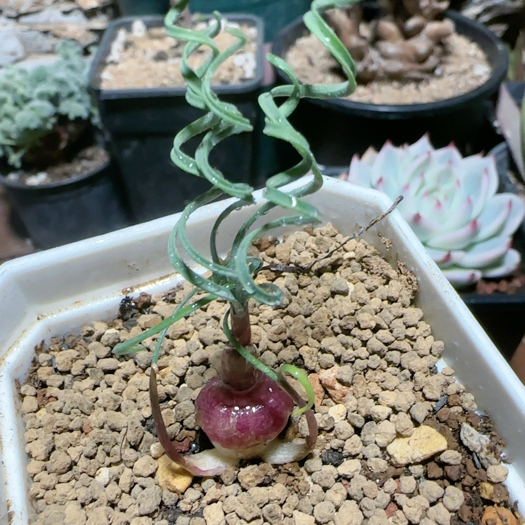 蚊香弹簧草1.3cm带俩侧芽红球G属,鲜花速递/花卉仿真/绿植园艺,多肉植物,淘宝优惠券,粉丝福利购,淘宝优惠卷