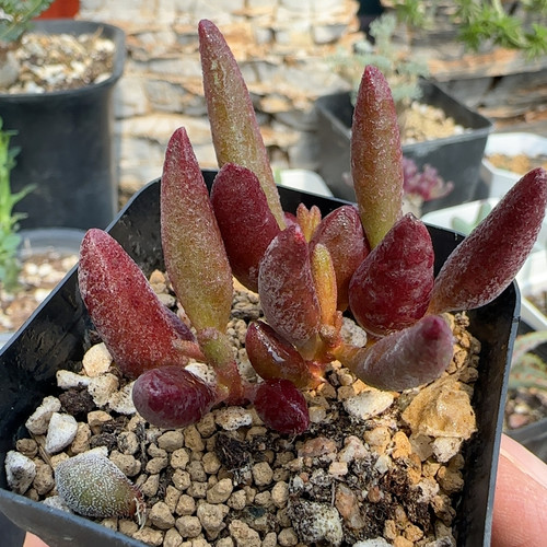 纯红玛丽安水泡