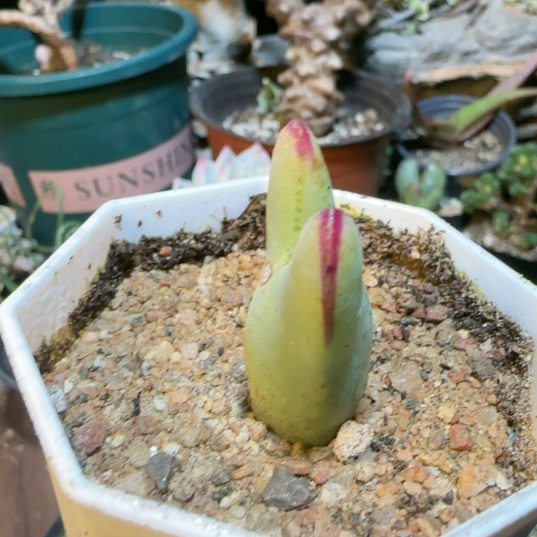 红粗边少将,鲜花速递/花卉仿真/绿植园艺,多肉植物,淘宝优惠券,粉丝福利购,淘宝优惠卷