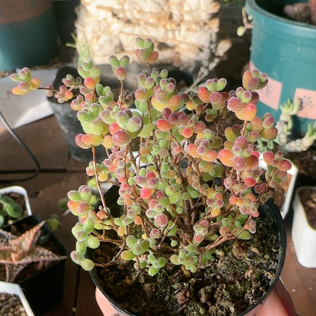 蜜桔糖球桩3年,鲜花速递/花卉仿真/绿植园艺,多肉植物,淘宝优惠券,粉丝福利购,淘宝优惠卷