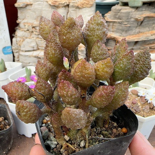 荔枝皮4年桩