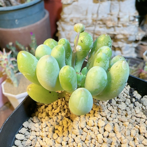 卡拉菲厚敦菊2年