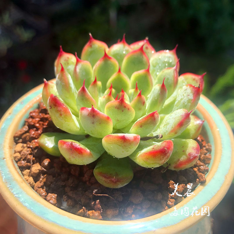 多肉植物小桃红绿植防辐射盆栽桌面花卉趣味创意电脑办公室卧室