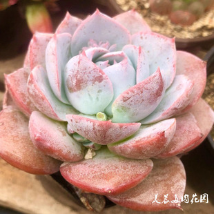 多肉植物木樨甜心花卉盆栽防辐射绿植桌面