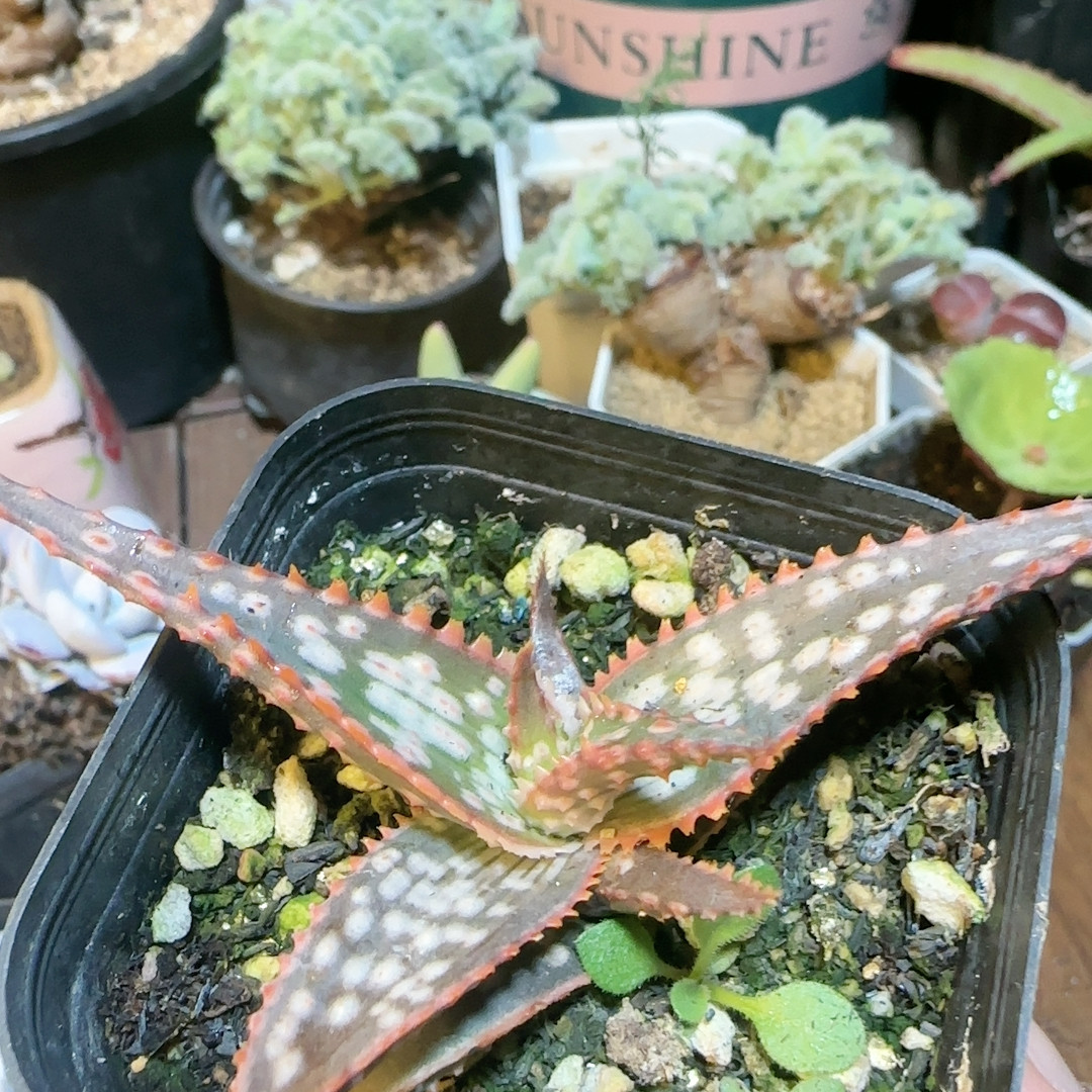 园艺芦荟,鲜花速递/花卉仿真/绿植园艺,多肉植物,淘宝优惠券,粉丝福利购,淘宝优惠卷