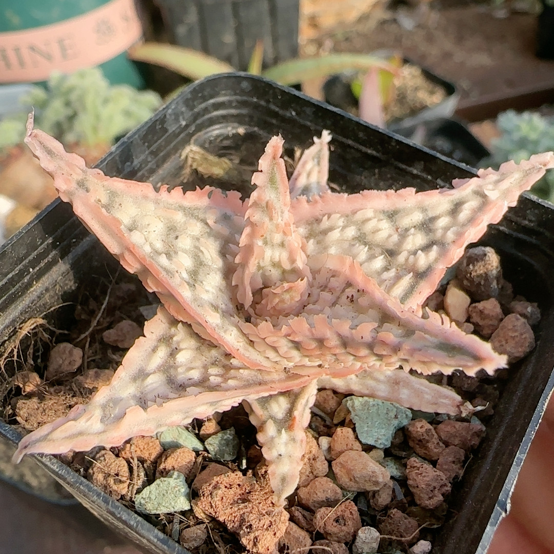 粉冰边大疣超级芦荟,鲜花速递/花卉仿真/绿植园艺,多肉植物,淘宝优惠券,粉丝福利购,淘宝优惠卷