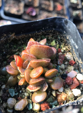 多肉植物莱恩小精灵缀化花卉绿植盆栽创意生活新手套餐阳台可爱萌