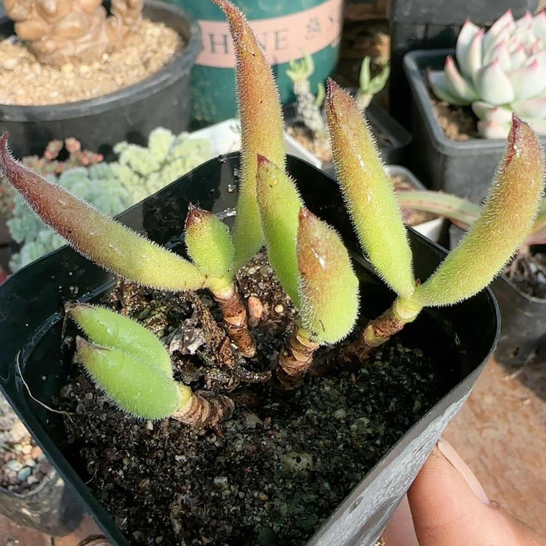 毛叶福娘桩,鲜花速递/花卉仿真/绿植园艺,多肉植物,淘宝优惠券,粉丝福利购,淘宝优惠卷