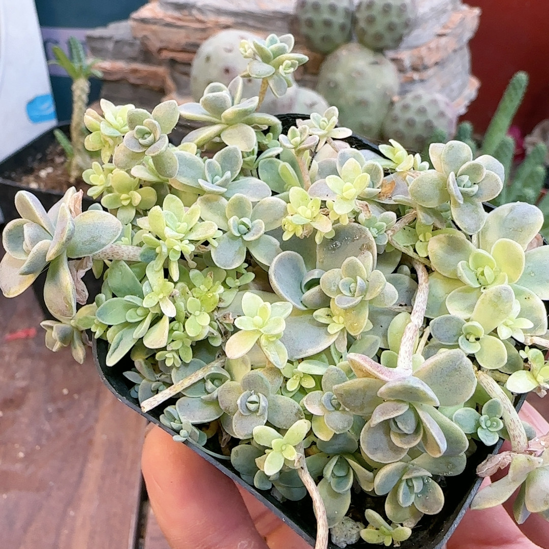 子持莲花锦