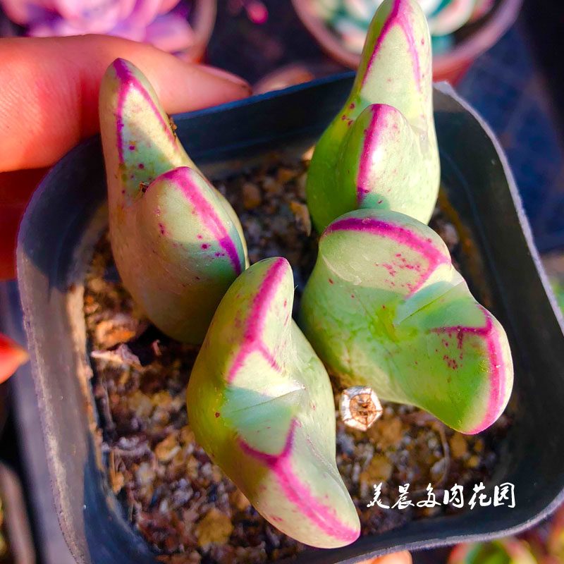 多肉植物大将赤耳大枪少大型美晨特价花卉绿植盆栽新手创意生活