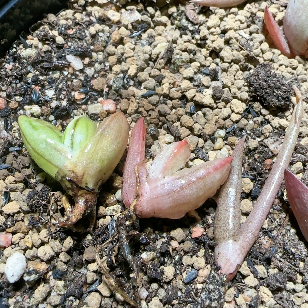 卡拉加红树妃加索赞三个芦荟打包苗,鲜花速递/花卉仿真/绿植园艺,多肉植物,淘宝优惠券,粉丝福利购,淘宝优惠卷