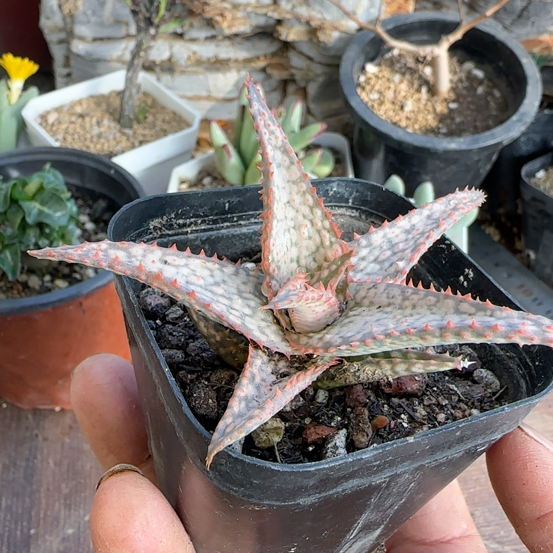 白芦荟