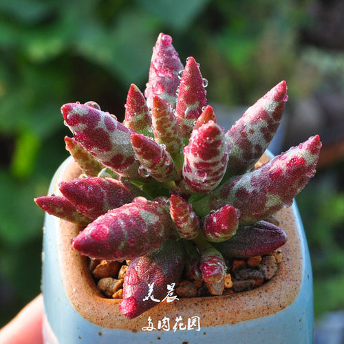 多肉植物梅花鹿水泡美晨绿植盆栽