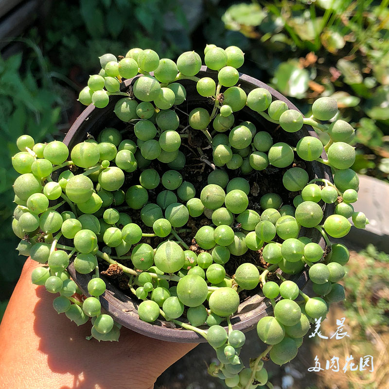 多肉植物佛珠一盆多肉美晨特价花卉绿植盆栽