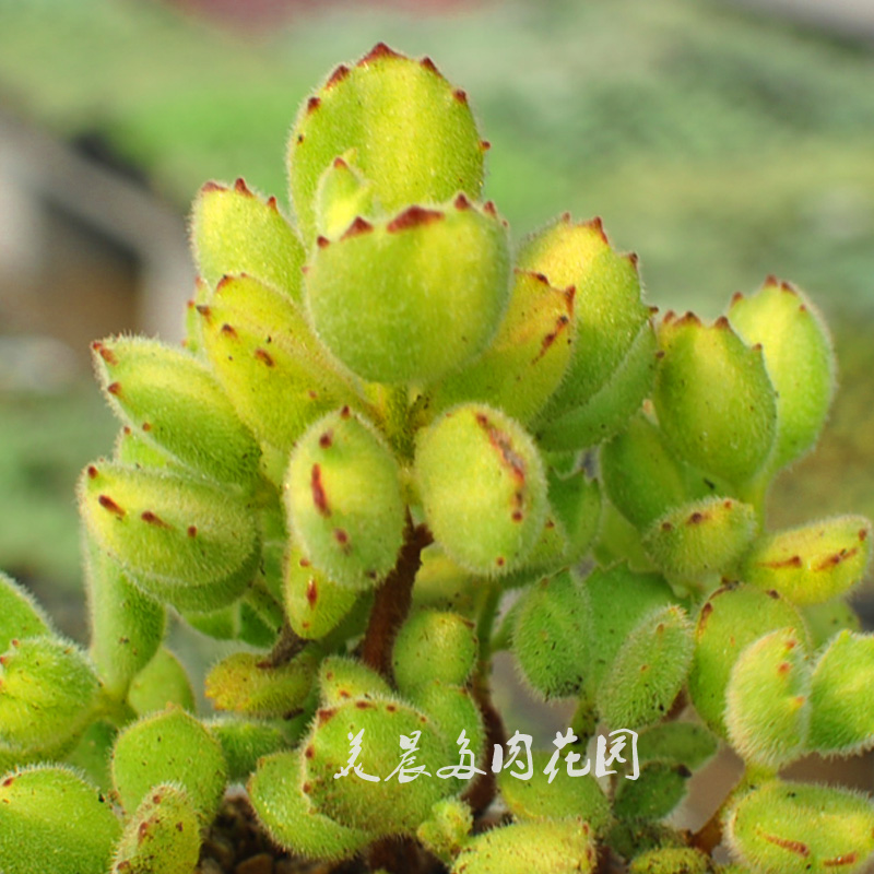 多肉植物腊黄熊多头群花园绿植