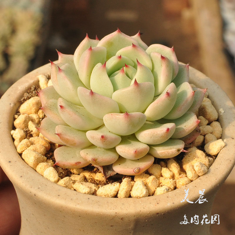 多肉植物松果红爪美晨花园特价满花卉绿植盆栽新手