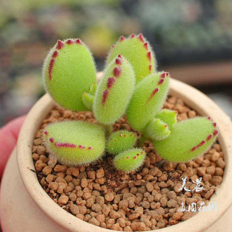 多肉植物熊童子美晨满绿植花卉