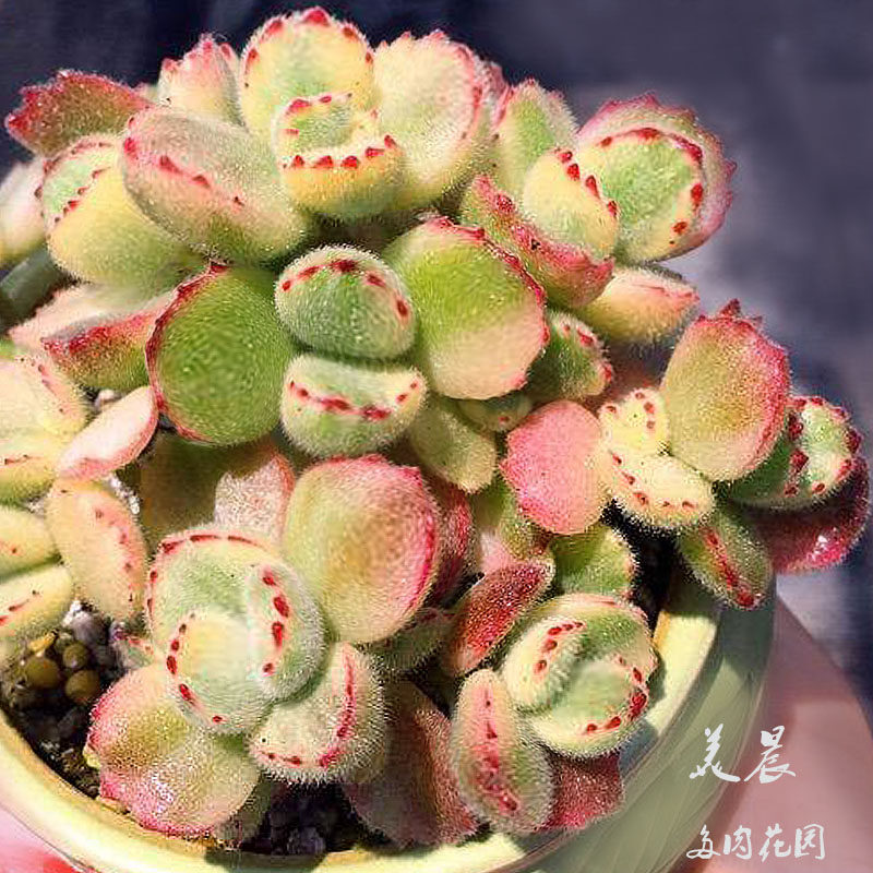 多肉植物白熊多头美晨花园特价
