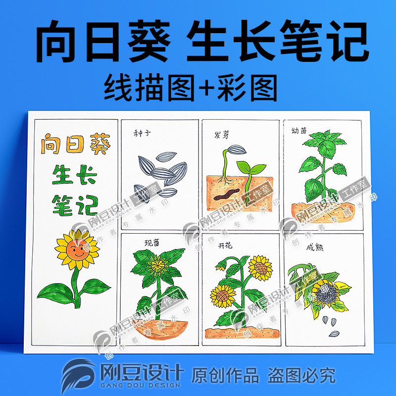 植物生长笔记向日葵成长观察小报