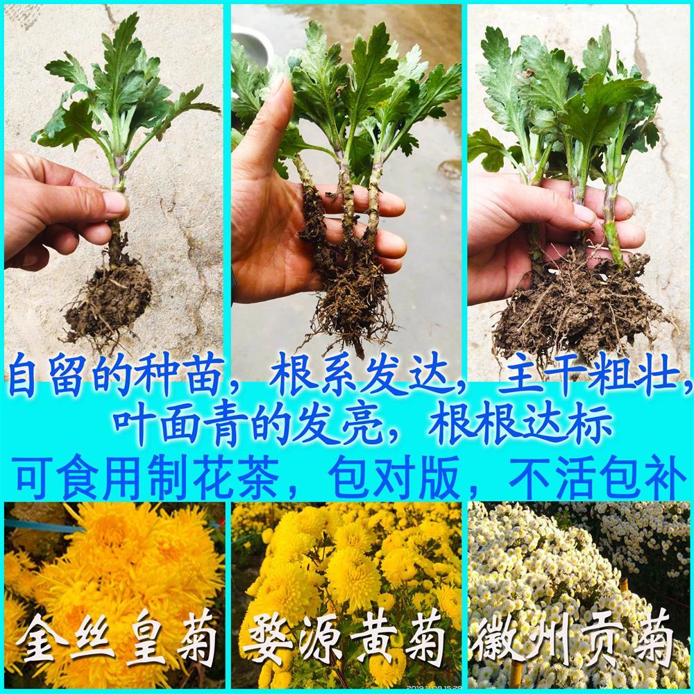 菊花苗金丝皇菊苗贡菊苗白菊苗黄菊苗大朵盆栽观赏