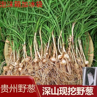 贵州野葱新鲜野葱野蒜小根蒜野胡葱薤白香葱野菜小葱现挖现卖