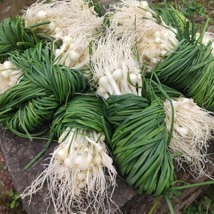 贵州野葱新鲜野葱野蒜小根蒜野胡葱薤白香葱野菜小葱现挖现卖大葱