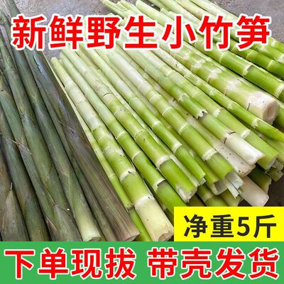贵州当季新鲜野生小竹笋带壳现挖春笋小甜笋嫩笋尖山竹笋现货包邮