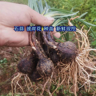 湖南现挖石蒜种苗中药材老鸦蒜彼岸花红花黄花新鲜根球子种植苗