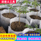 无纺布育苗袋营养袋加厚脐橙种植袋可降解营养钵一次性花盆育苗杯