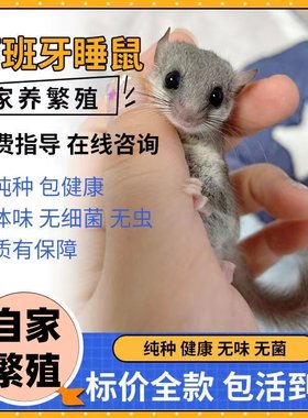 西班牙睡鼠活睡鼠幼崽寝室小宠物