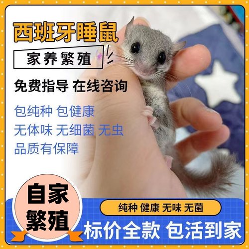 西班牙睡鼠活睡鼠幼崽寝室小宠物