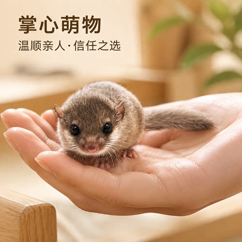 西班牙睡鼠活睡鼠幼崽寝室小宠物