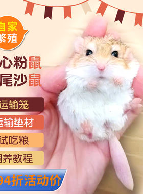 通心粉鼠幼崽疫苗北非肥尾沙鼠