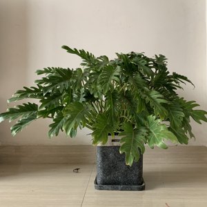 观叶植物土价格 观叶植物土图片 星期三