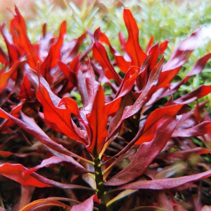 大红叶水草中后景水草鱼缸造景自养水下叶红色水草淡水真水草包邮