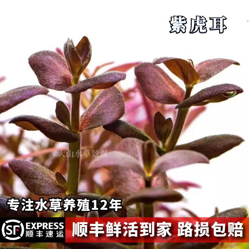 紫虎耳绿粉中后有茎阳性稀有水草ada荷兰造景鱼缸植物水下叶 淡水