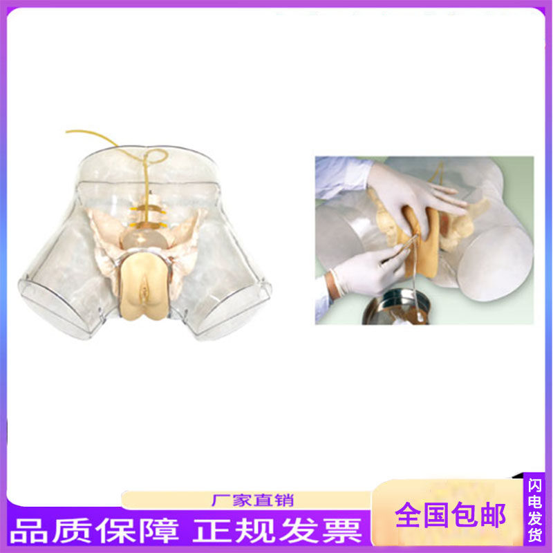 女性透明导尿模型 导尿术技能操作训练模型 插尿管医学教学用模型