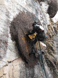 云南野生蜂蜜高山黑蜜悬崖绝壁纯天然米团花蜜野生蜂蜜500克崖蜜
