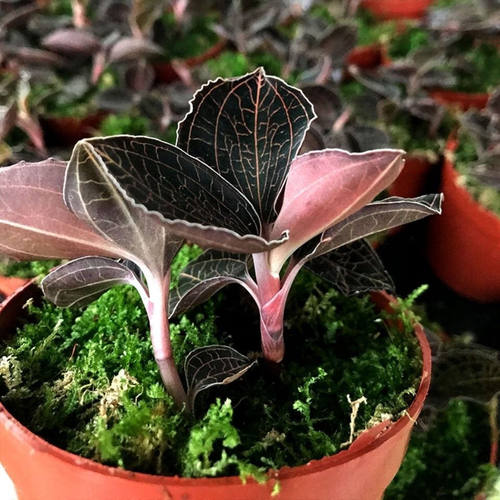 金線蓮花開 茄子的夢想新世界 痞客邦