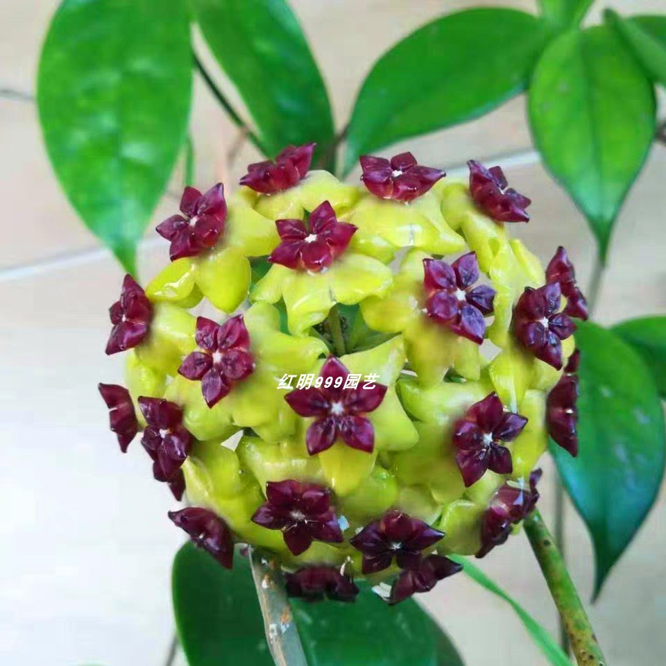 绿玉桂球兰原种正版玉贵 Hoya cinnamomifolia花卉垂吊植物攀爬