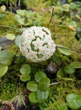腾冲球兰/光面原种匍匐 ( Hoya SP. Tengchong ) 深绿色小叶片