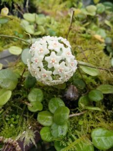腾冲球兰/光面原种匍匐 ( Hoya SP. Tengchong ) 深绿色小叶片