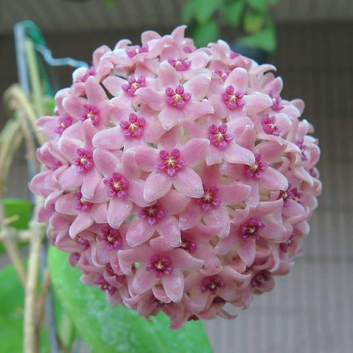 汉西亚粉观叶观花垂钓攀爬粉色花