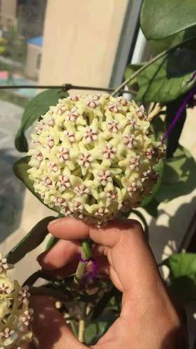 大方叶球兰黄色花观叶观花叶脉络